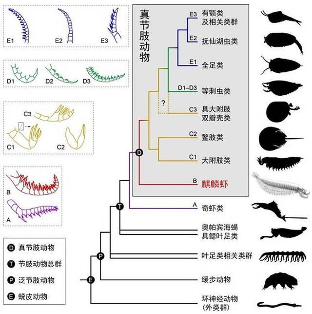 麒麟虾和早期节肢动物之间的演化关系(曾晗制图)颜色和字母表示节肢动物第一对附肢的不同类型