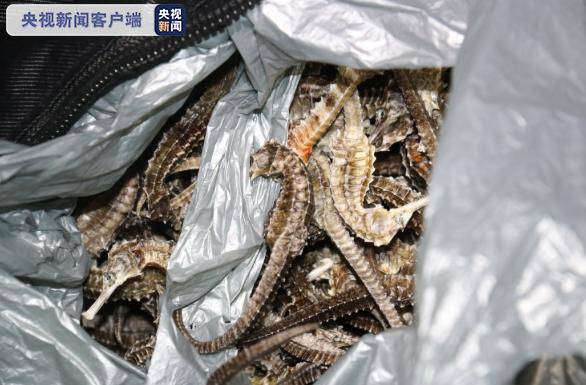 车厢传出腥臭味 竟是1.3万余尾国家二级保护动物海马干！