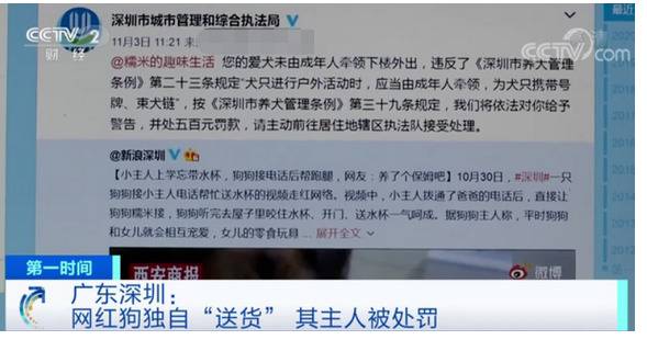 网红狗视频走红，可主人却吃了罚单！背后的原因是…