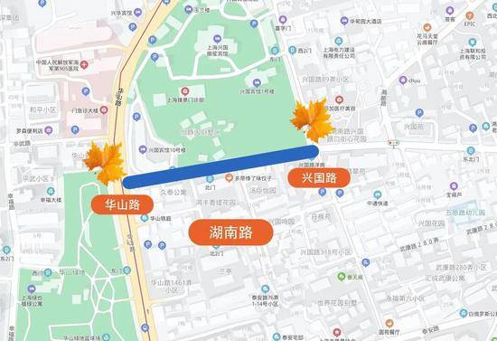 上海今年41条落叶不扫景观道公布 其中2条明天就启动