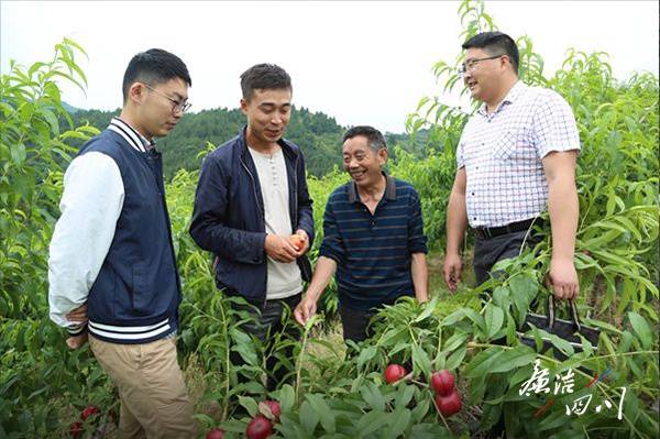 种植户向县纪委监委工作人员介绍中华红油桃丰收情况