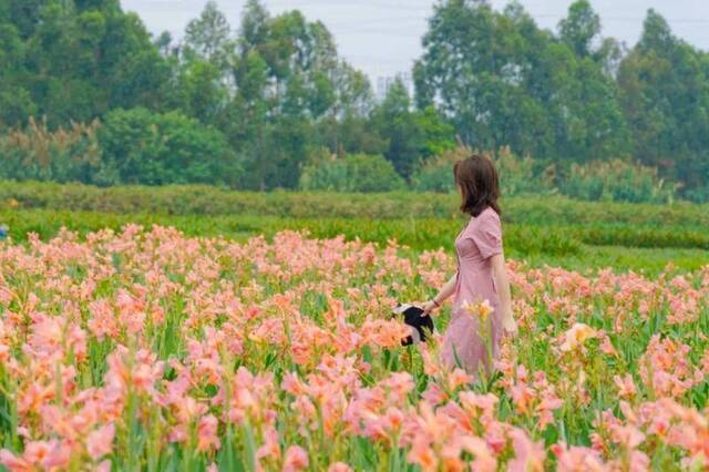 ▲游走在粉色花海，阵阵幽香环绕身旁