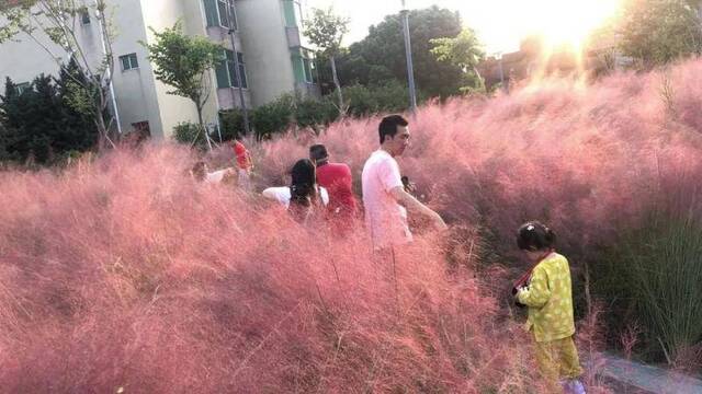 粉红花海限时上线！东莞城区的秋景也安排上了！