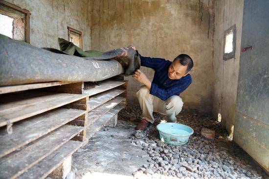 韦宁香在查看蛇的情况，健康时报记者牛宏超摄
