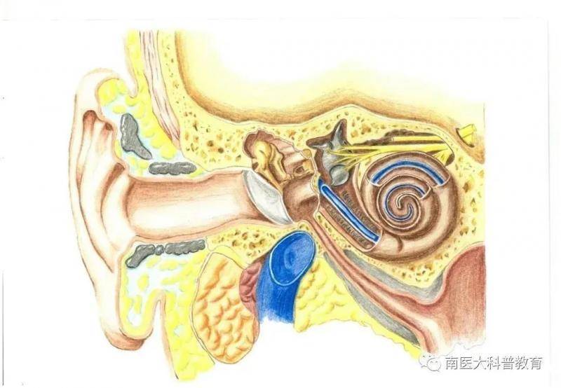 我校两幅作品获第三届全国医学生解剖绘图大赛二等奖