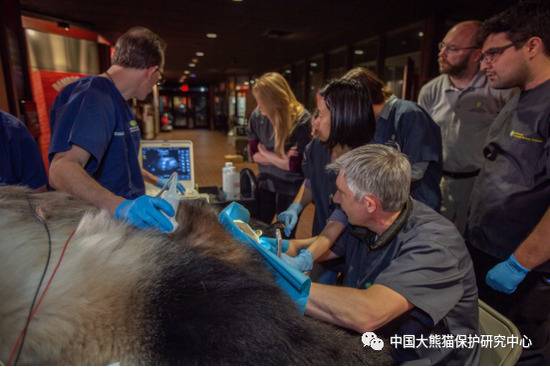旅美大熊猫“美香”被麻醉人工授精 大熊猫保护研究中心回应