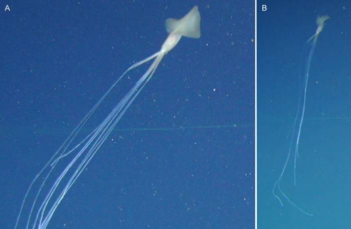 《PLOS One》：深海探险家在澳大利亚沿海拍摄到神秘的大鳍鱿鱼