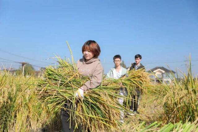 稻田里的一堂丰收课