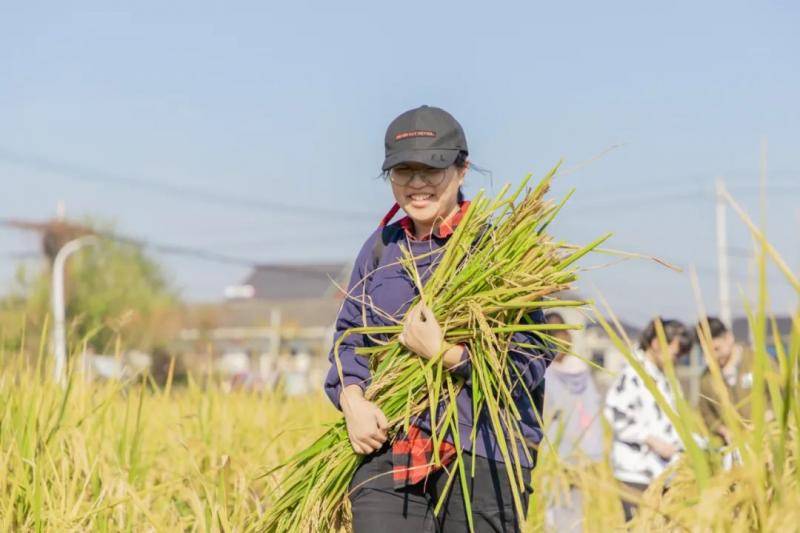 稻田里的一堂丰收课