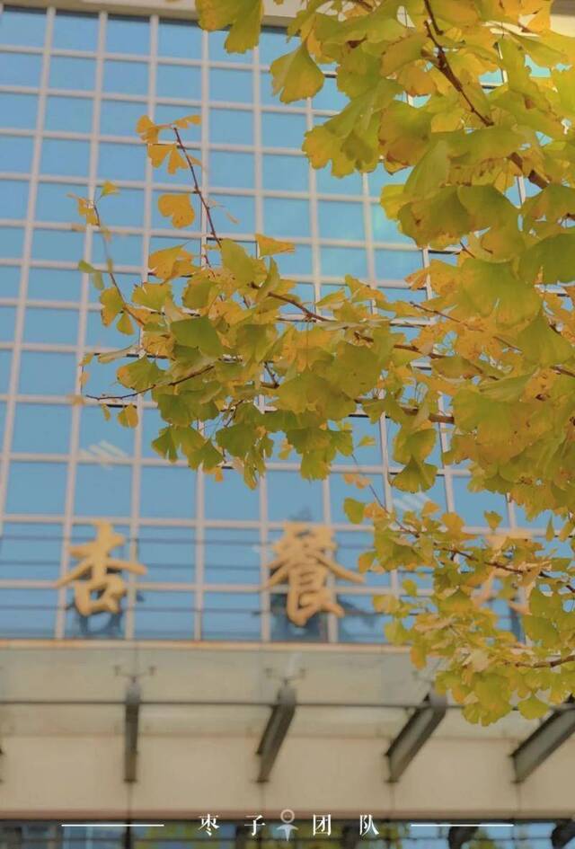 这一场“银杏雨”，赞！