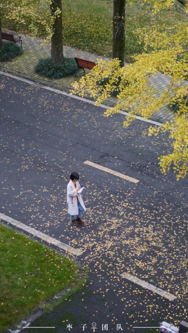 这一场“银杏雨”，赞！