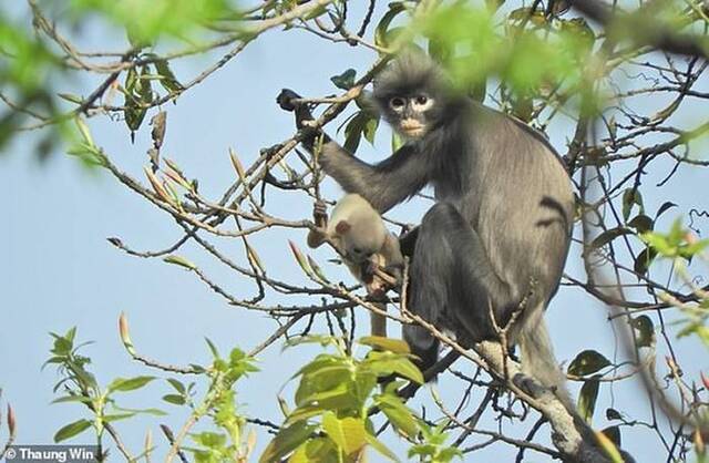 缅甸发现猴子新物种：波巴叶猴Trachypithecus popa野外数量仅有200到250只