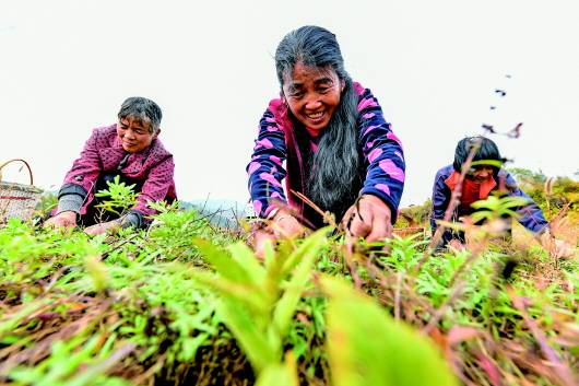 山西省晋城市高平市原村乡上董峰村黄芩茶种植合作社的社员在采摘黄芩叶（10月11日摄）。本报记者曹阳摄