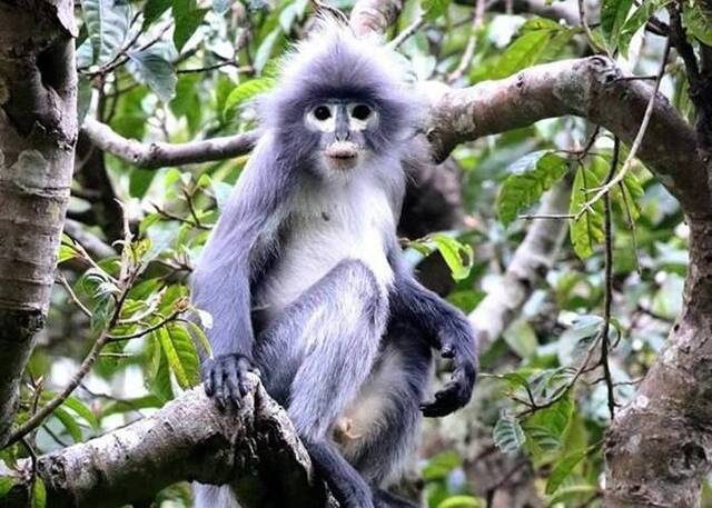 缅甸丛林发现新灵长类动物“波帕叶猴”Trachypithecus popa极度濒危数量仅200只