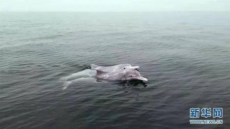 中华白海豚。来源：新华网