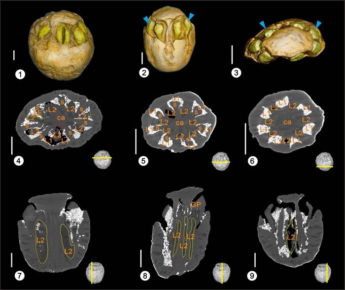 福建中新世南酸枣果实化石Mico-CT扫描宏观形态（1-3）及内部结构特征（4-9）