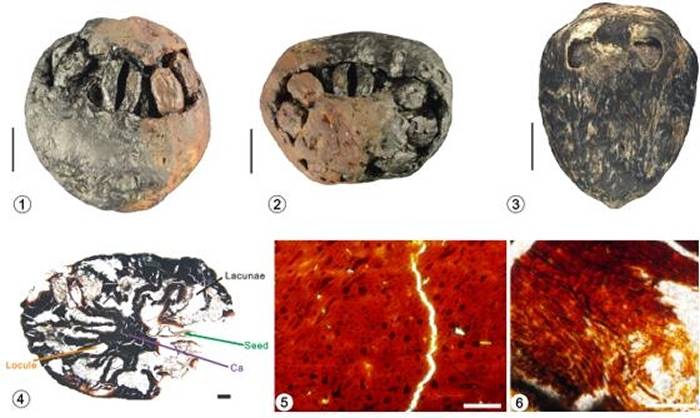 福建中新世南酸枣果实化石宏观形态（1-3）及微细结构特征（4-6）