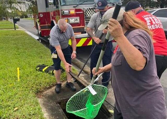 美国佛罗里达州一窝小野鸭掉进雨水渠内消防员抢救脱险