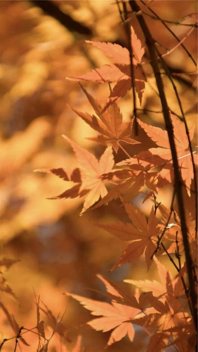 定格丨湖大的秋