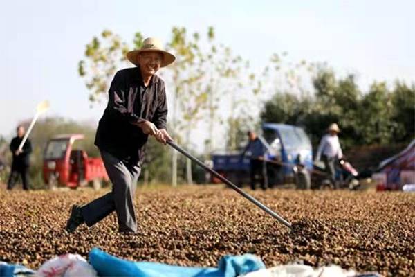 在联兴油茶基地晒场上，务工人员老李开心的翻晒油茶果。国家林草局供图