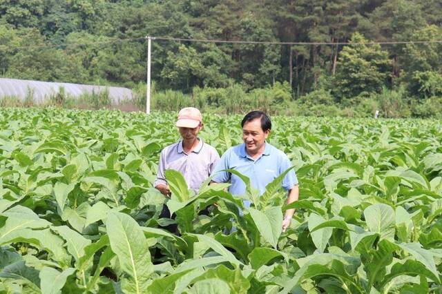 岔山村支部书记杨志魅（右）在查看烤烟生长及烟叶品质情况