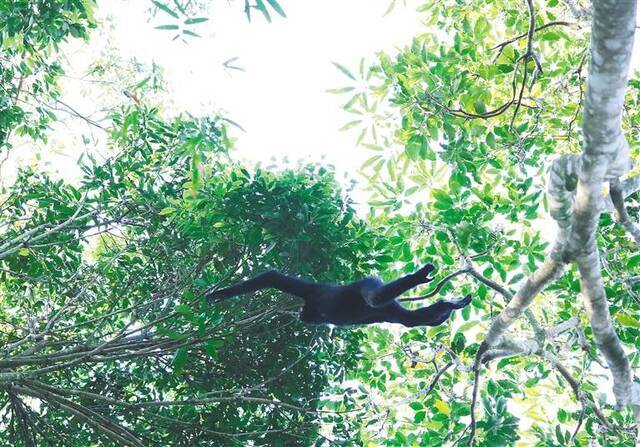 长臂猿野外调查首次启用无人机，并收集鸣叫信息建声音数据库