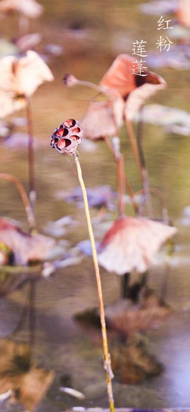 你可曾留意，这样的兰大