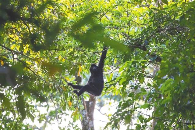 在白沙黎族自治县青松乡斧头岭一带活动的海南长臂猿。海南日报记者李天平摄