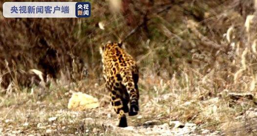 陕西长青自然保护区多次监测到金钱豹 曾与巡护员狭路相逢