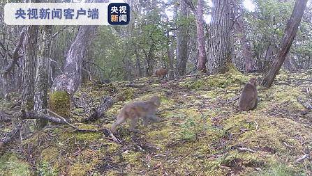 惊喜！云南白马雪山保护区拍摄到多种珍稀濒危野生动物活动影像