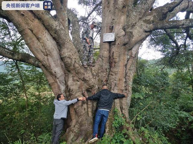 最大树龄1050年！云南23株百年古树有了“身份证”