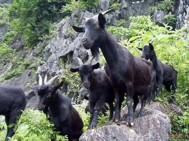 正在山上放养的黑山羊群