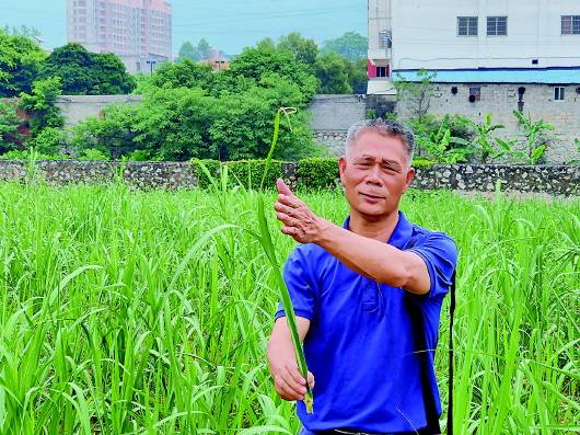 卢文祥查看试验田甘蔗苗长势（五月二十九日摄）。本报记者郭轶凡摄