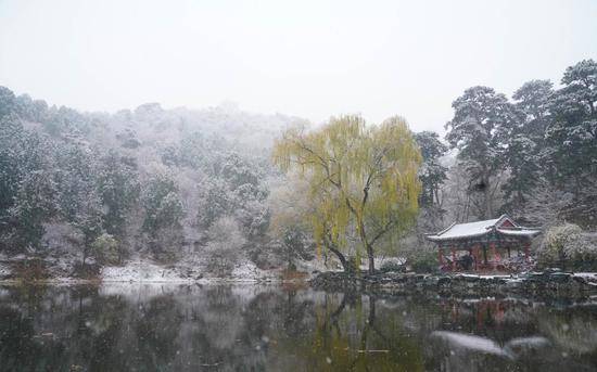 雪打彩叶！香山今天美翻了