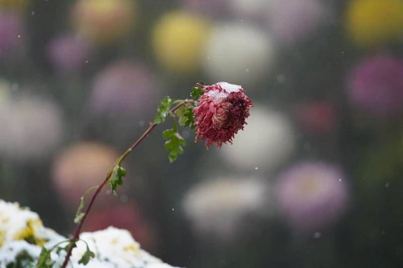 天坛祈年殿前菊花雪花相映成趣，游客赏花观雪两不误