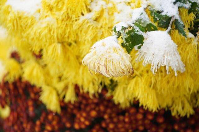 天坛祈年殿前菊花雪花相映成趣，游客赏花观雪两不误