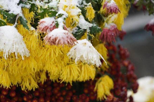 天坛祈年殿前菊花雪花相映成趣，游客赏花观雪两不误