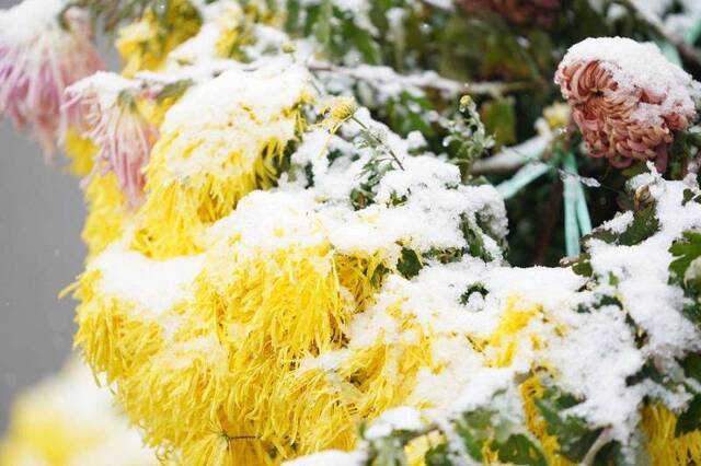 天坛祈年殿前菊花雪花相映成趣，游客赏花观雪两不误