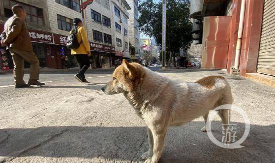 ▲威信县街头的流浪狗。摄影/上游新闻记者胡磊