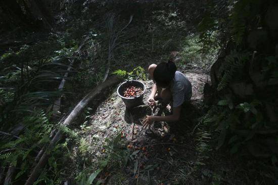 棕榈油里的血与泪，行业黑幕层层侵害却让人无处声讨