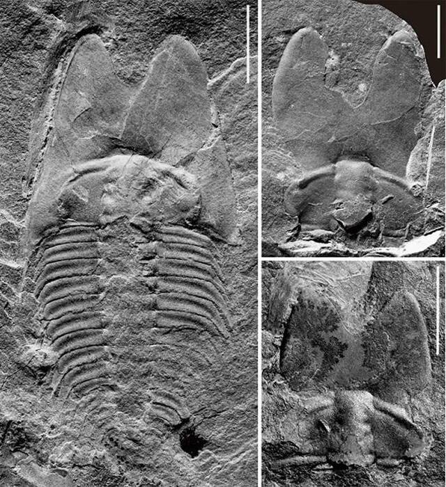 耳形范特西虫（Phantaspis auritus）的较完整背壳（左）及头盖标本（右）