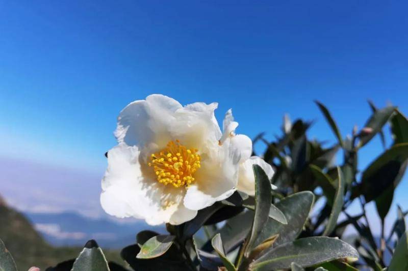 ▲大头茶，山茶科大头茶属，别名花冬青、大山皮。