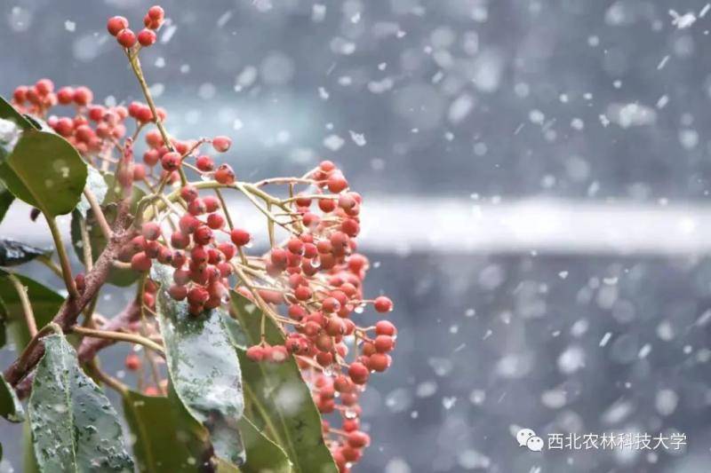 航拍西农初雪！陪你共赴白首！