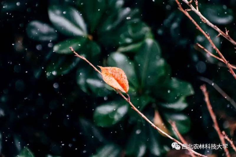 航拍西农初雪！陪你共赴白首！