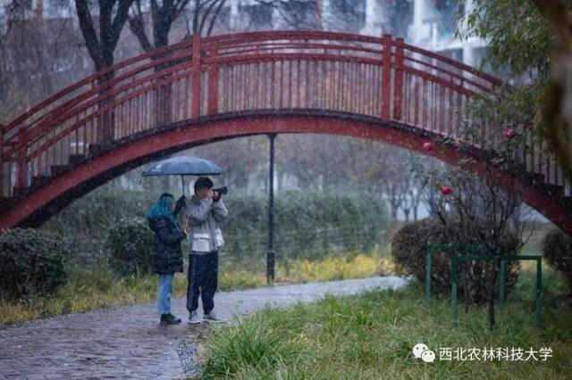 航拍西农初雪！陪你共赴白首！