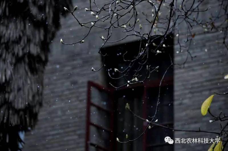 航拍西农初雪！陪你共赴白首！