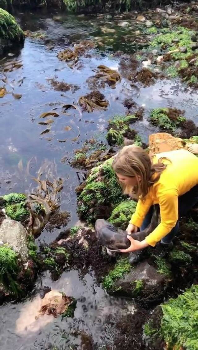 澳洲11岁女童徒手救起一条受困在浅滩岩石中的小鲨鱼