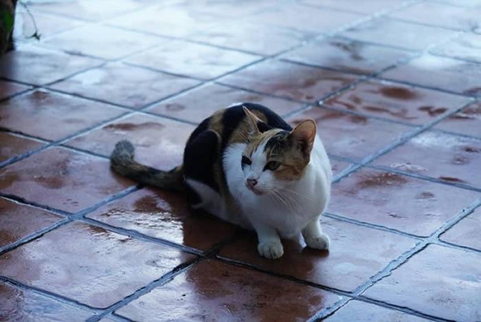 泰国那空那育府3岁虎斑猫守护家园勇敢逼退来觅食的4吨重大象