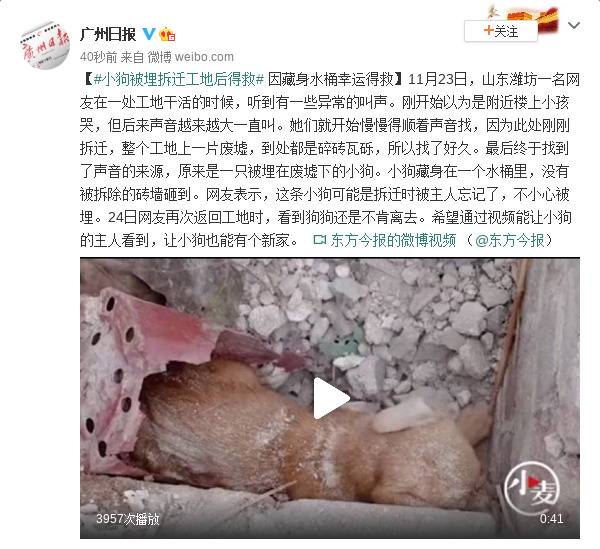 小狗被埋拆迁工地后得救因藏身水桶幸运得救