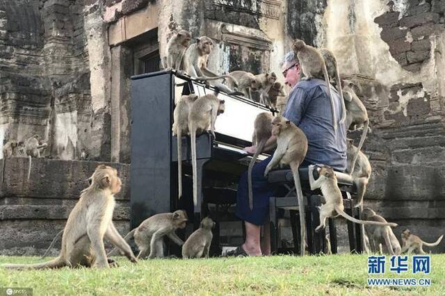 英国钢琴家对“猴”弹琴